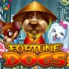 Fortune Dogs
